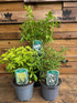 4 Mixed Extra Large Choisya Shrubs Mexican Orange Blossom Fragrant Evergreen Garden Plants in 3 Litre Pots By Direct Plants