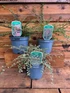 3 Mixed Large Cotoneaster Groundcover Shrubs in 2/3 Litre Pots By Direct Plants