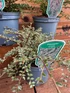3 Mixed Large Cotoneaster Groundcover Shrubs in 2/3 Litre Pots By Direct Plants
