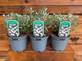 3 Large Convolvulus Cneorum Shrubs in a 2/3 Litre Pots By Direct Plants