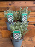 3 Large Convolvulus Cneorum Shrubs in a 2/3 Litre Pots By Direct Plants
