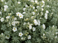 3 Large Convolvulus Cneorum Shrubs in a 2/3 Litre Pots By Direct Plants