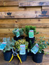5X LARGE MIXED EUONYMUS EVERGREEN SHRUBS - GARDEN PLANTS - 2L (5 COLOURS)