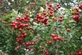 12x 3-4ft Large Quickthorn Hawthorn Hedging Trees Crataegus | 2/3 Litre Pots| By Direct Plants