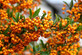 Pyracantha Orange Glow Evergreen Shrub 5-6ft Extra Large Instant Impact By Direct Plants