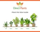 12x Cherry Laurel Hedging 3-4ft Large Evergreen Trees in 3 Litre Pots By Direct Plants