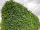 12x Green Leylandii Cupressocyparis Leylandii Hedging Trees 3-4ft Supplied in 3 Litre Pots