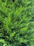 12x Green Leylandii Cupressocyparis Leylandii Hedging Trees 3-4ft Supplied in 3 Litre Pots
