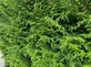 12x Thuja Plicata Gelderland Western Red Cedar 2-3ft Large Evergreen Trees in 3 Litre Pots By Direct Plants
