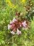 Abelia grandiflora Raspberry Profusion Shrub, Supplied in 3L Pot by Direct Plants