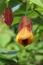 Abutilon Kentish Belle in 3L Pot, Supplied by Direct Plants
