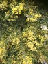 Acacia pravissima Shrub, Supplied in 3L Pot by Direct Plants