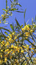 Acacia retinodes Silver Wattle Shrub, Supplied in 3L Pot by Direct Plants