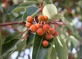Arbutus unedo Strawberry Tree Shrub, Supplied in 3L Pot by Direct Plants