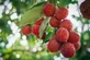 Arbutus unedo Rubra Strawberry Tree Shrub, Supplied in 3L Pot by Direct Plants