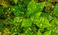 Aucuba japonica Crotonifolia Spotted Laurel Shrub, Supplied in 3L Pot by Direct Plants