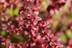 Berberis thunbergii atropurpurea Rose Glow Japanese Barberry Shrub, Supplied in 3L Pot by Direct Plants
