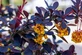 Berberis thunbergii atropurpurea Japanese Barberry Shrub, Supplied in 3L Pot by Direct Plants
