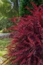 Berberis thunbergii Red Rocket Japanese Barberry Shrub, Supplied in 3L Pot by Direct Plants