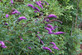 Buddleja davidii Butterfly Candy Little Purple Butterfly Bush Shrub, Supplied in 3L Pot by Direct Plants