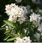 Choisya Aztec Pearl Mexican Orange Blossom Shrub, Supplied in 3L Pot by Direct Plants