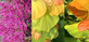 Cercis Canadensis Eastern Redbud Shrub, Supplied in 3L Pot by Direct Plants