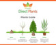 Ilex Heckenstar Holly Shrub, Supplied in 3L Pot by Direct Plants