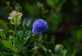 Ceanothus Skylark California Lilac Shrub, Supplied in 3L Pot by Direct Plants