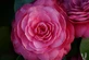 Camellia x williamsii E.G. Waterhouse Shrub, Supplied in 3L Pot by Direct Plants