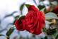 Camellia Ruby Wedding Shrub, Supplied in 3L Pot by Direct Plants
