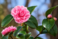 Camellia japonica Happy Birthday Shrub, Supplied in 3L Pot by Direct Plants