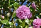 Camellia Blue Danube Shrub, Supplied in 3L Pot by Direct Plants