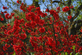 Chaenomeles speciosa Scarlet Storm Flowering Quince Shrub, Supplied in 3L Pot by Direct Plants
