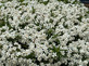 Choisya White Dazzler Mexican Orange Blossom Shrub, Supplied in 3L Pot by Direct Plants