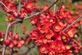 Chaenomeles speciosa Red Kimono Flowering Quince Shrub, Supplied in 3L Pot by Direct Plants