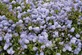 Ceanothus Gloire de Versailles California Lilac Shrub, Supplied in 3L Pot by Direct Plants
