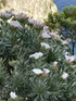 Convolvulus cneorum Silverbush Shrub, Supplied in 3L Pot by Direct Plants