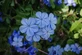 Ceratostigma plumbaginoides Blue Leadwort Shrub, Supplied in 3L Pot by Direct Plants