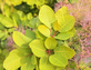 Cotinus coggygria Lemon Lady Smoke Bush Shrub, Supplied in 3L Pot by Direct Plants