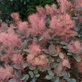 Cotinus coggygria x dummeri Grace Smoke Bush Shrub, Supplied in 3L Pot by Direct Plants