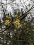 Cornus mas Cornelian Cherry Dogwood Shrub, Supplied in 3L Pot by Direct Plants