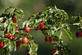 Cornus mas Cornelian Cherry Dogwood Shrub, Supplied in 3L Pot by Direct Plants