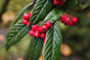 Cotoneaster Berried Treasure Evergreen Shrub, Supplied in 3L Pot by Direct Plants