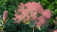 Cotinus coggygria Smokey Joe Smoke Bush Shrub, Supplied in 3L Pot by Direct Plants