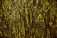Corylus avellana Contorta Corkscrew Hazel Shrub, Supplied in 3L Pot by Direct Plants