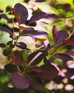 Cotinus coggygria Dusky Maiden Smoke Bush Shrub, Supplied in 3L Pot by Direct Plants