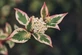Cornus alba Miracle Dogwood Shrub, Supplied in 3L Pot by Direct Plants