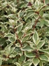 Cornus alba Sibirica Variegata Dogwood Shrub, Supplied in 3L Pot by Direct Plants