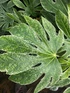 Fatsia Spider’s Web 4ft+ XL Variegated Japanese Evergreen Shrub 7.5L Pot By Direct Plants