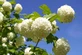 Viburnum Opulus Roseum 3-4ft XL White Flowering Snowball Tree By Direct Plants